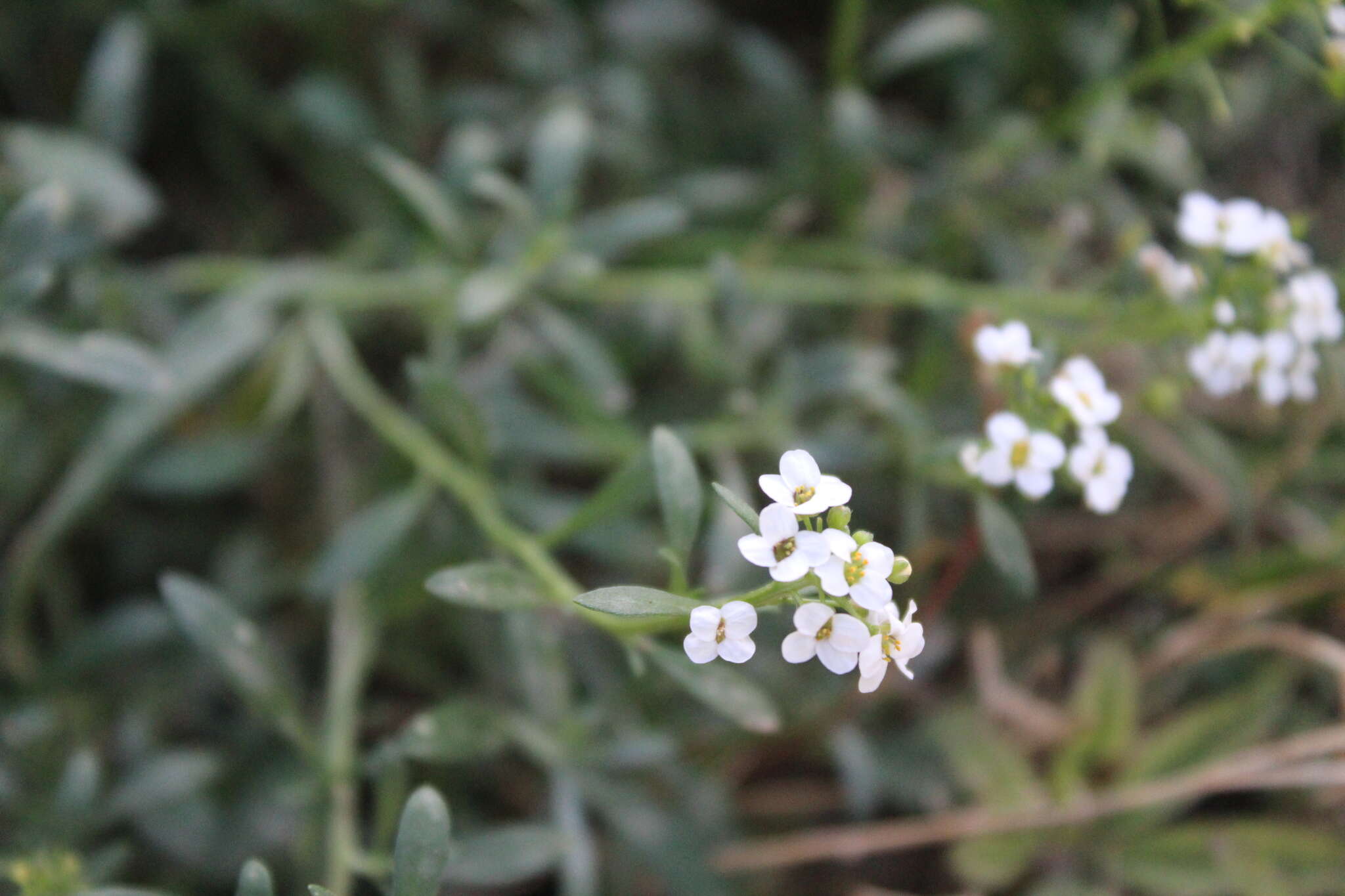 Plancia ëd Lobularia maritima subsp. maritima