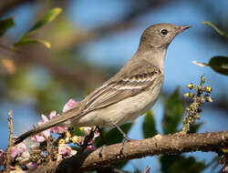 Image of Lesser Elaenia