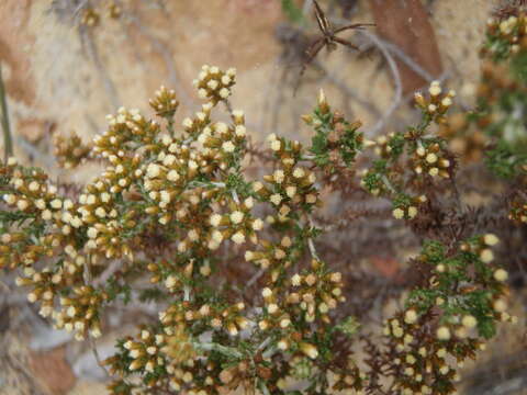 Image of Helichrysum asperum var. glabrum O. M. Hilliard