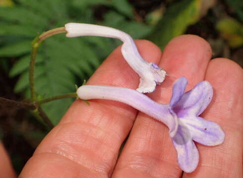 Image of Streptocarpus molweniensis Hilliard