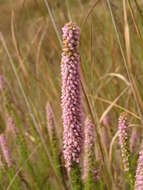 Image of Erica alopecurus var. alopecurus