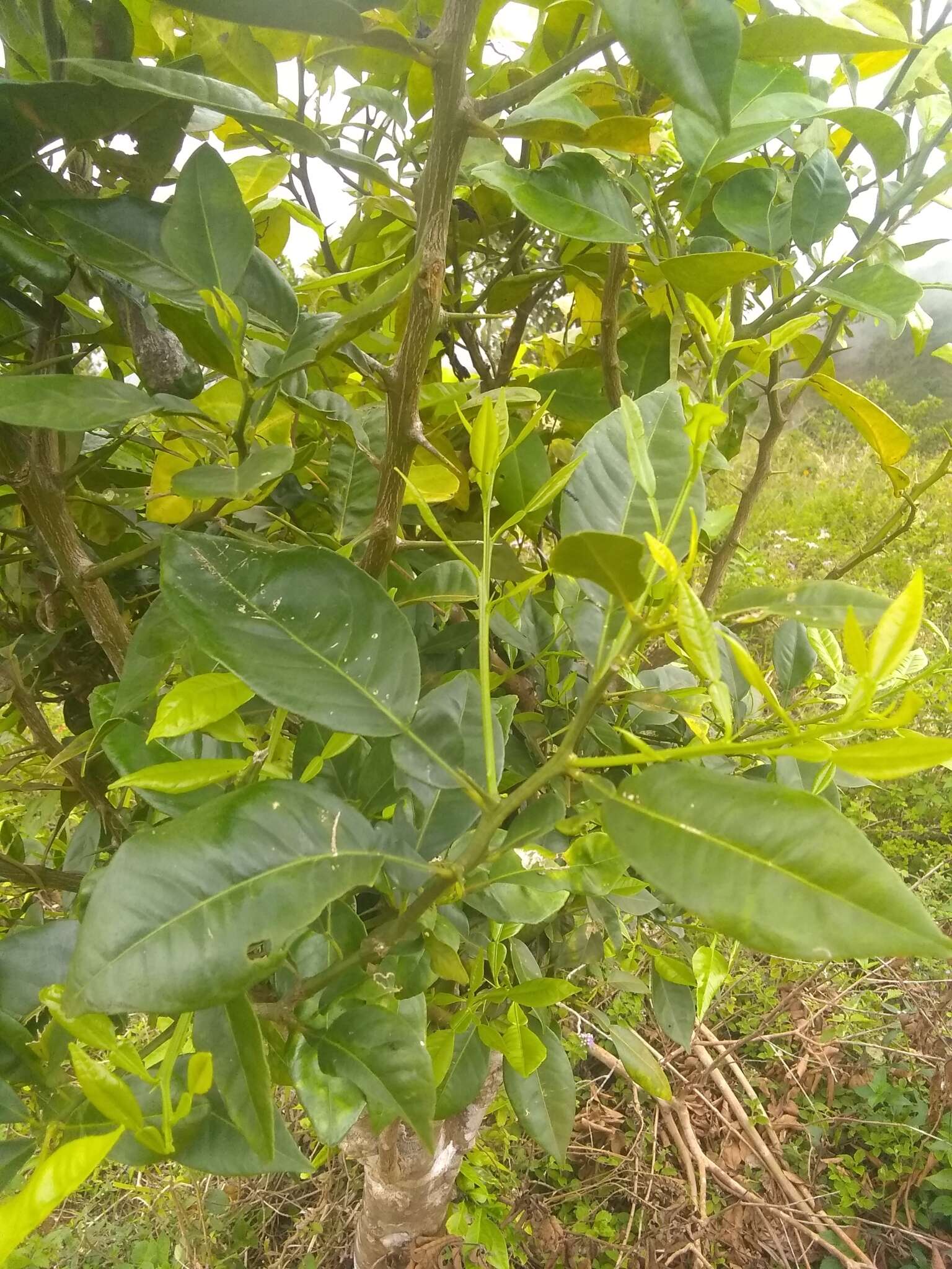 Imagem de Citrus grandis (L.) Osbeck