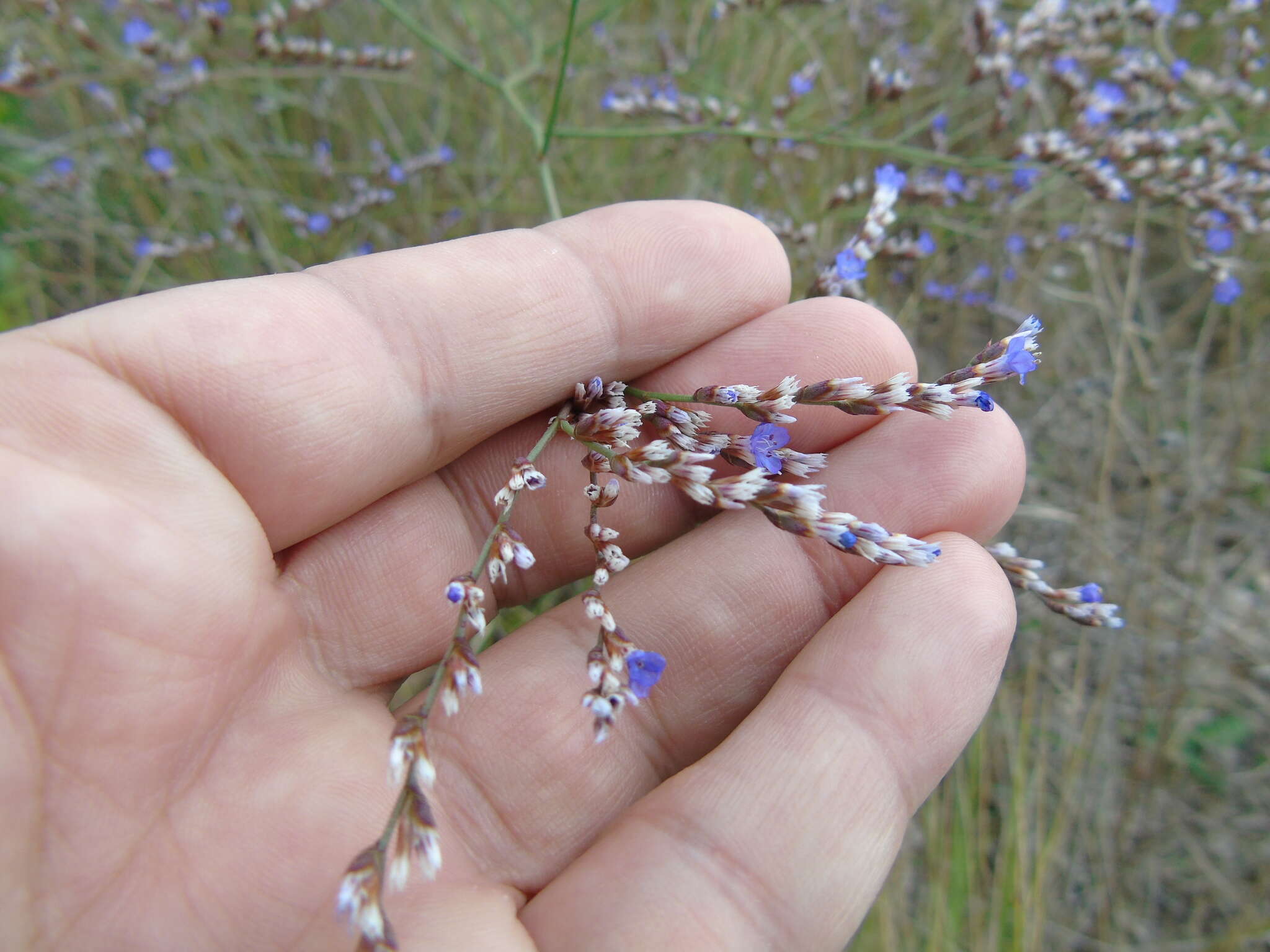 Imagem de Limonium brevipetiolatum R. Artelari & M. Erben