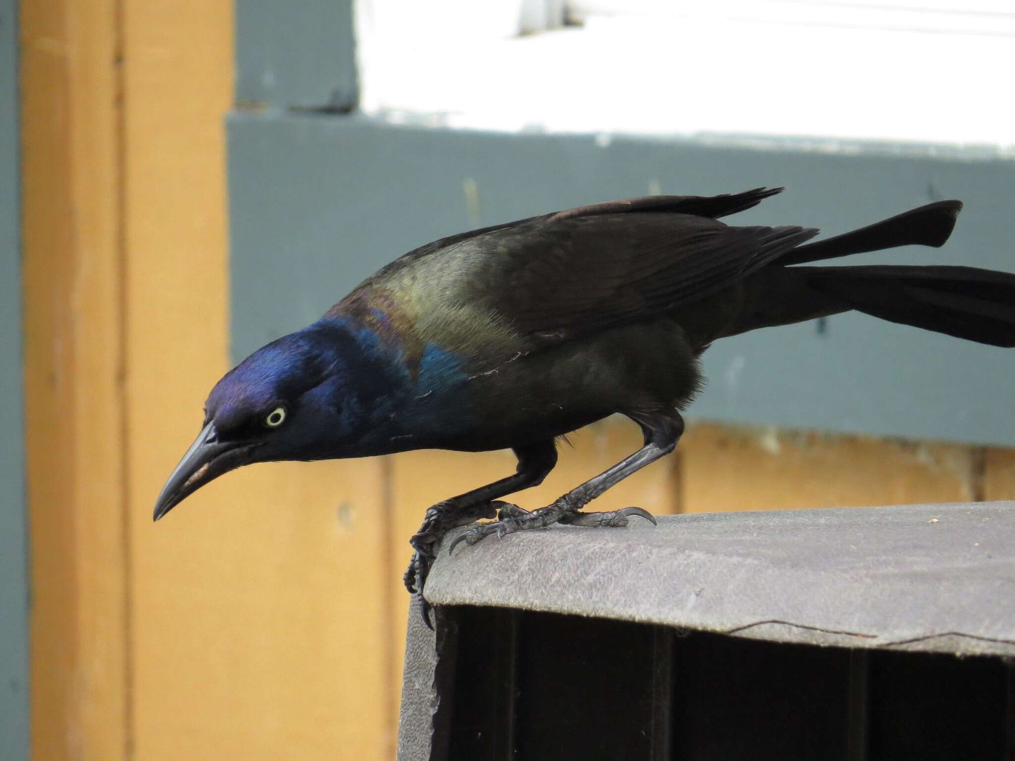 Image of Quiscalus quiscula versicolor Vieillot 1819