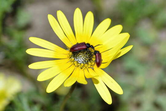 Image of Calvinia ursinia