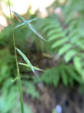 Plancia ëd Pleuropogon refractus (A. Gray) Benth. ex Vasey