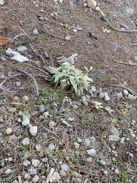 Image of Sideritis dasygnaphala (Webb & Berthel.) Clos