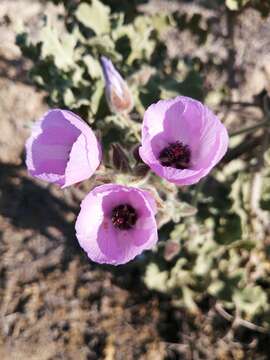 Image of Cristaria glaucophylla Cav.