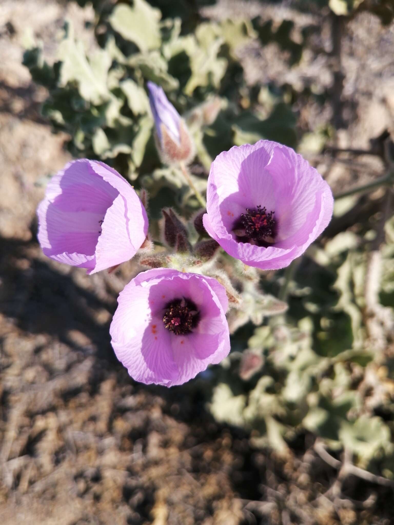 Imagem de Cristaria glaucophylla Cav.