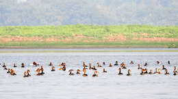 Image of Lesser Whistling Duck