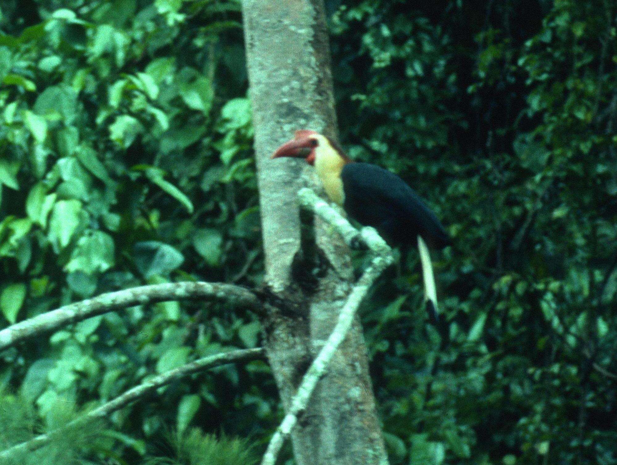 Image of Writhed Hornbill