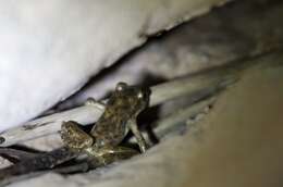 Image of Majorca Midwife Toad