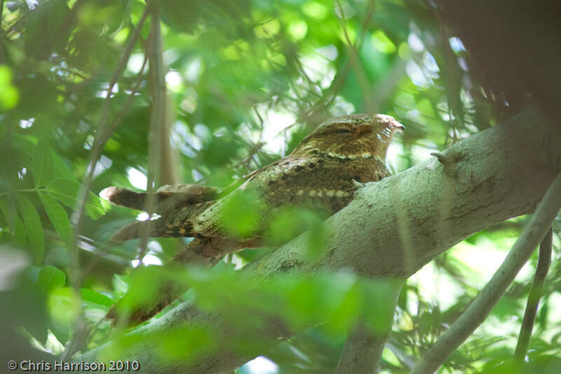 صورة Antrostomus carolinensis (Gmelin & JF 1789)