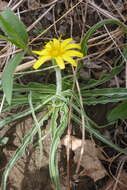 Image of prairie false dandelion