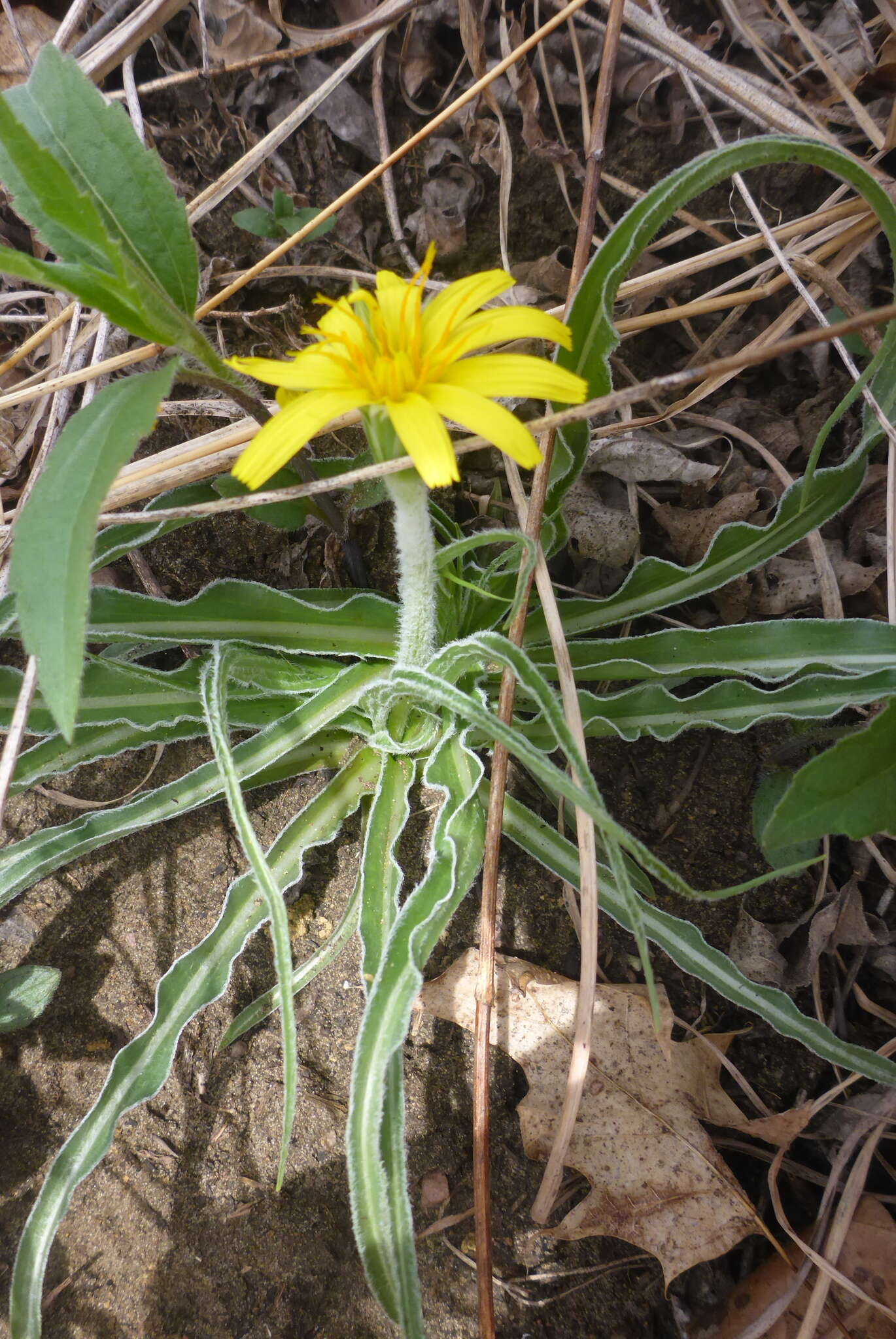 Image of prairie false dandelion