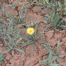 Imagem de Taraxacum glaucanthum (Ledeb.) Nakai ex Koidz.