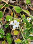 Imagem de Myosotis lytteltonensis (Laing & A. Wall) de Lange