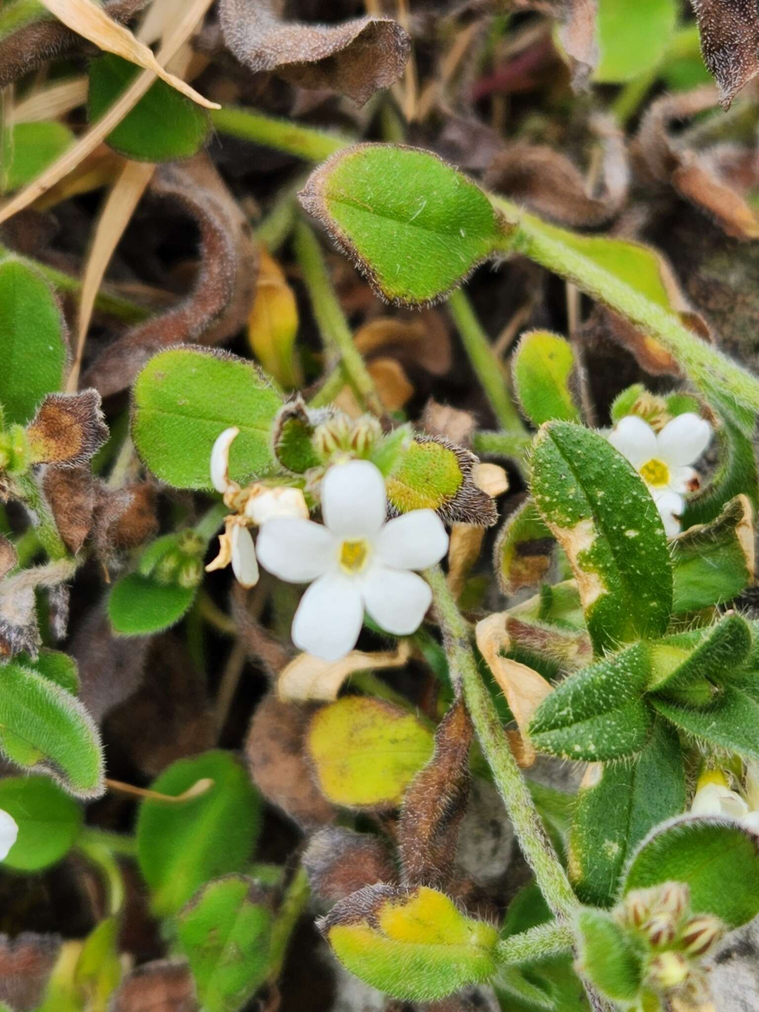 Imagem de Myosotis lytteltonensis (Laing & A. Wall) de Lange