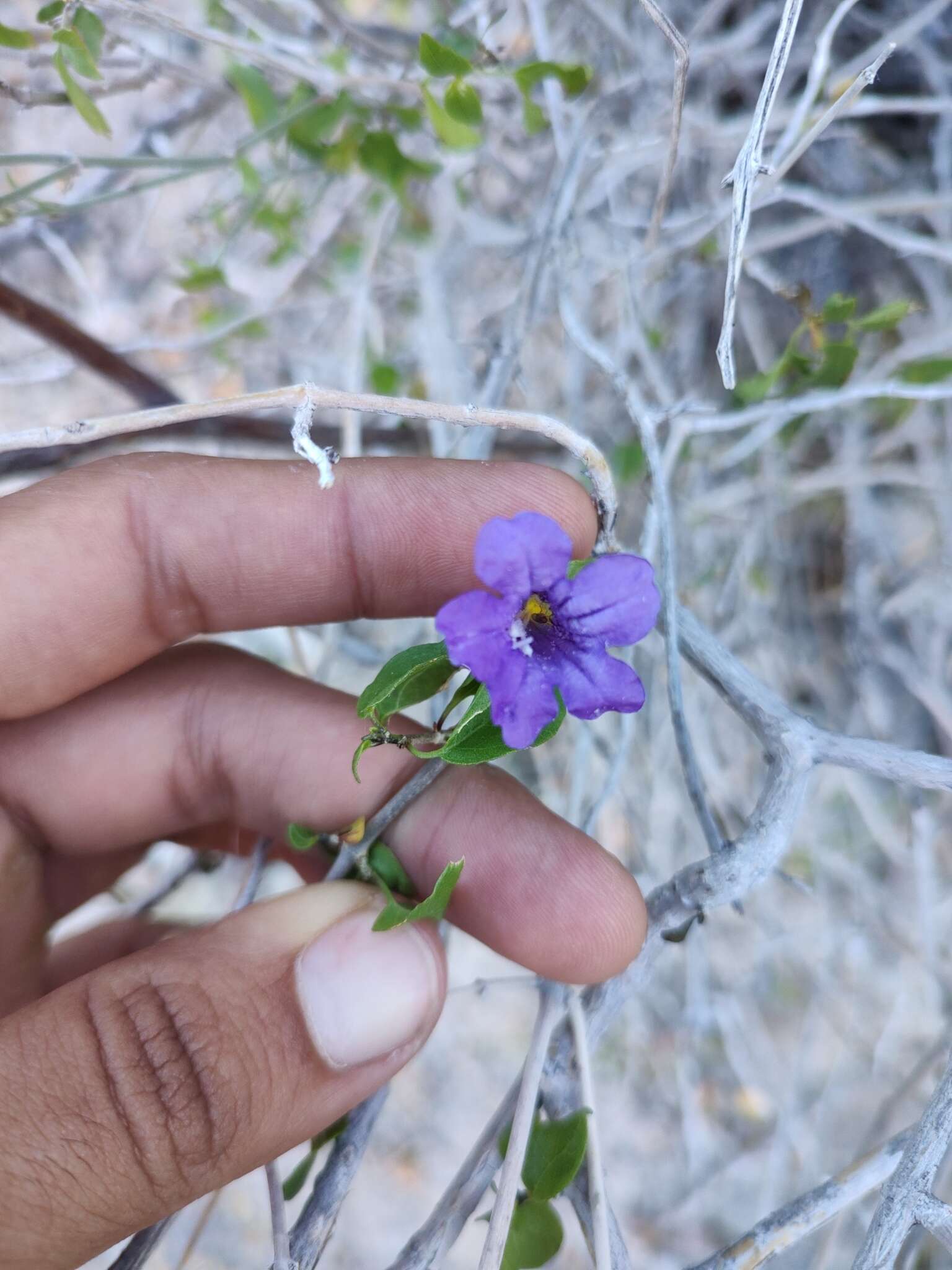 Sivun Ruellia californica subsp. peninsularis (Rose) T. F. Daniel kuva