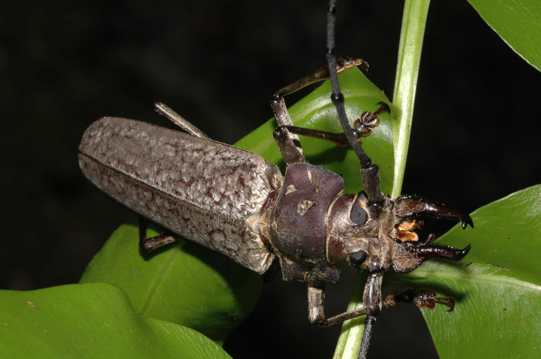 صورة Callipogon (Callomegas) sericeus (Olivier 1795)