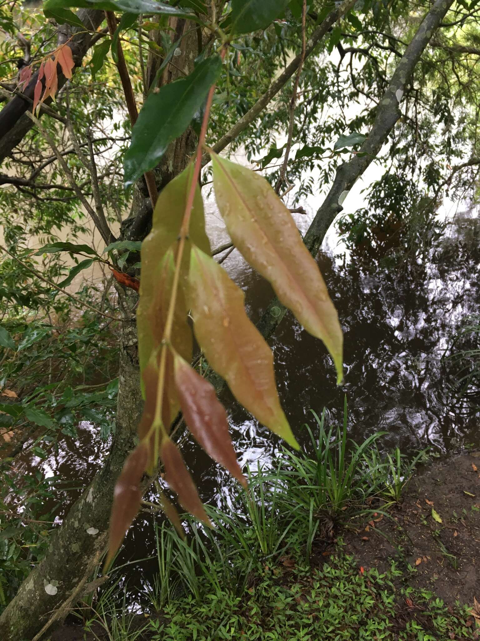 Image of Syzygium floribundum F. Müll.