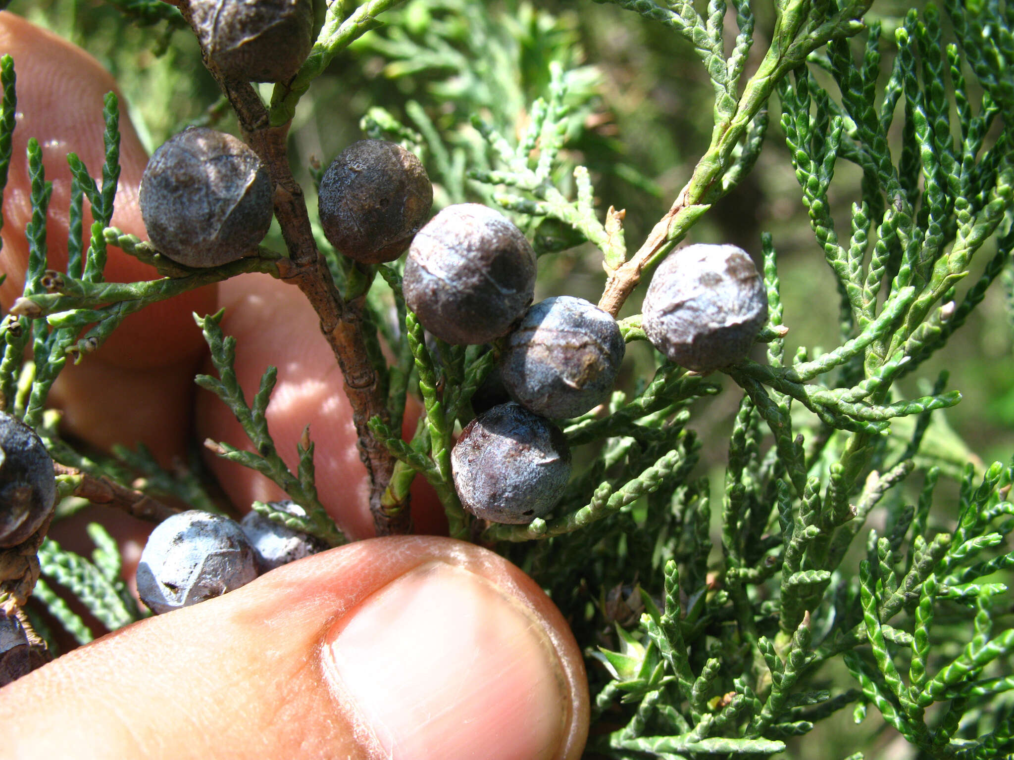 Plancia ëd Juniperus excelsa subsp. polycarpos (K. Koch) Takht.