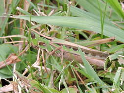 Image of Admirable Grasshopper