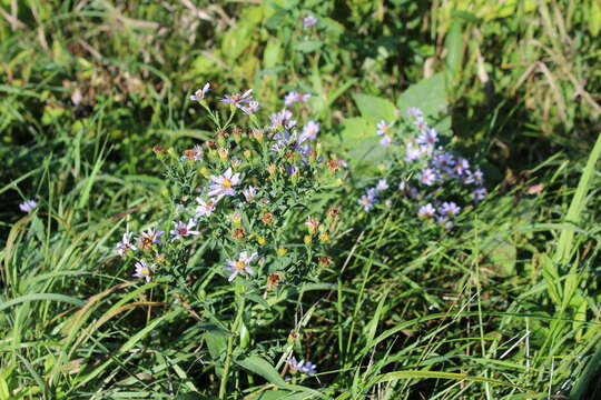 Image of Symphyotrichum laeve var. laeve