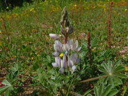 Image of Lupinus palaestinus Boiss.