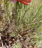 Image of gilia beardtongue