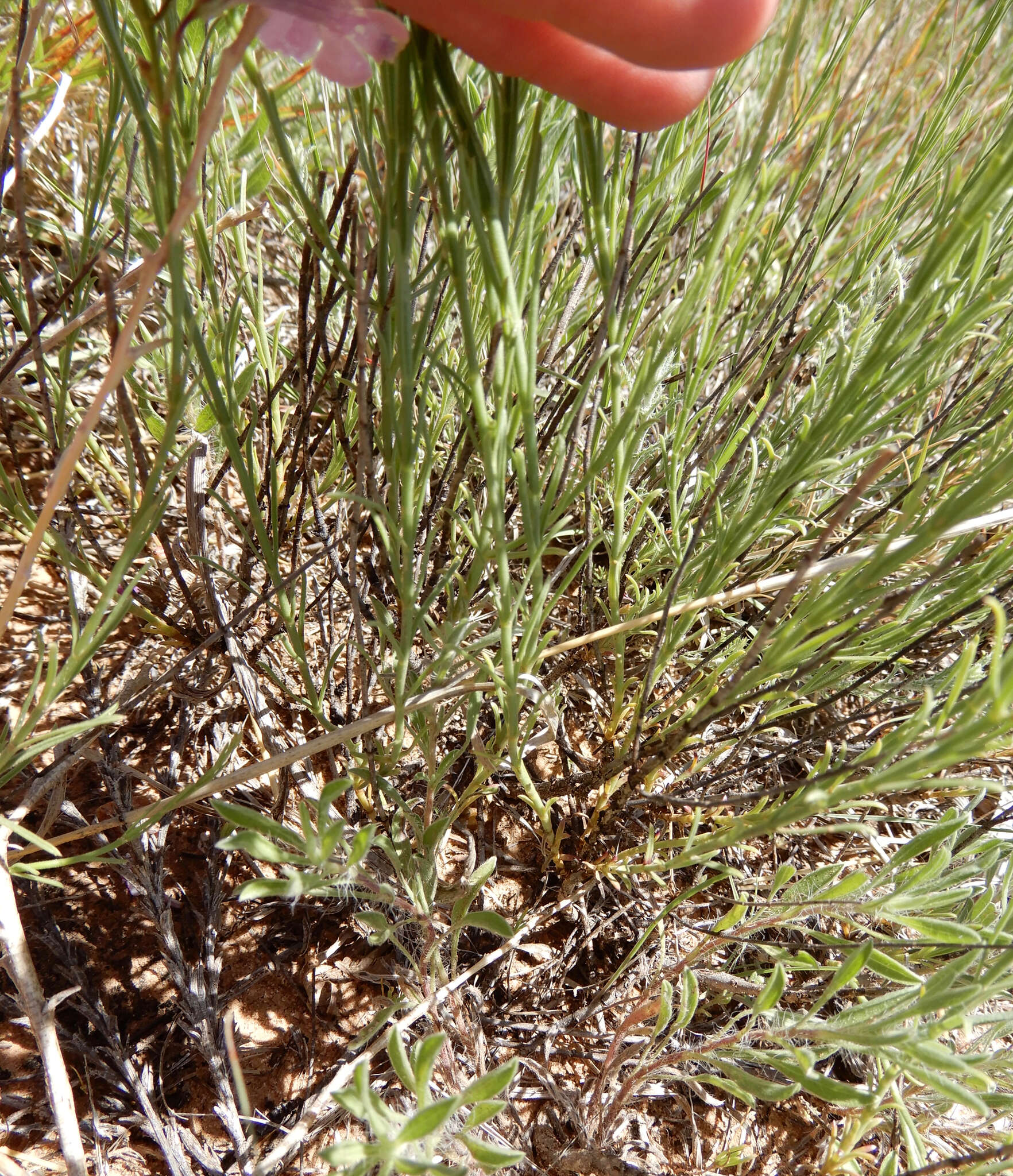 Image of gilia beardtongue