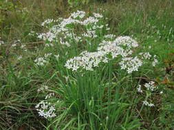 Image of Chinese chives