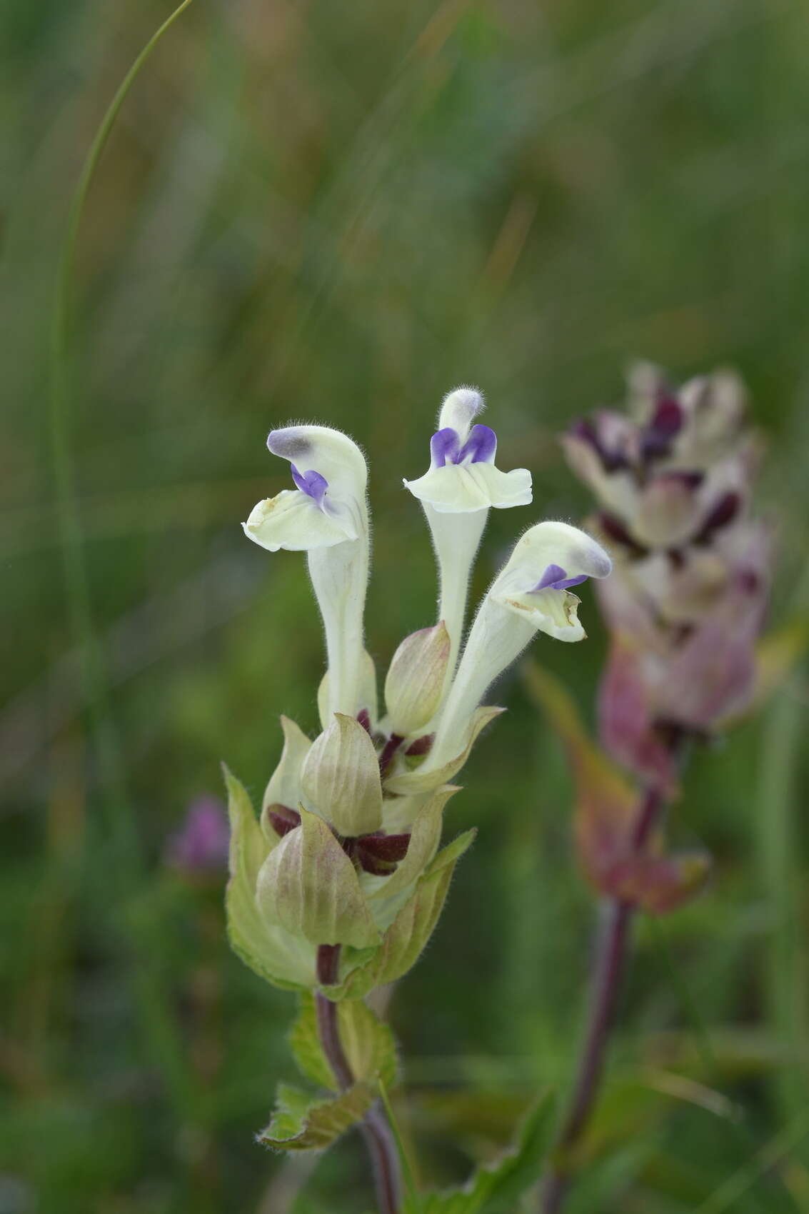 Scutellaria supina L.的圖片