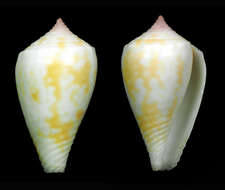 Image de Conus boeticus Reeve 1844