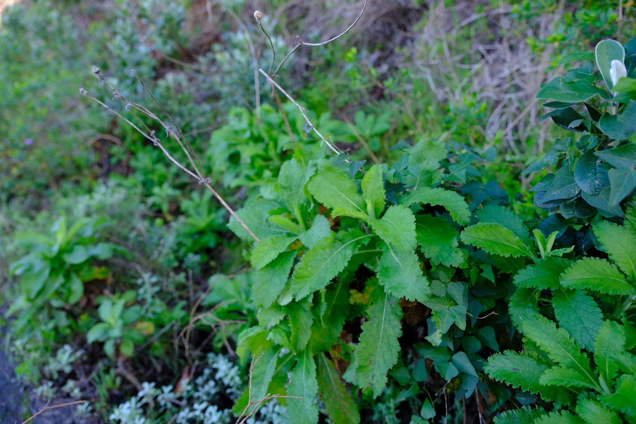 صورة Scabiosa africana L.