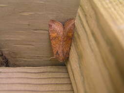 Image of American Ear Moth