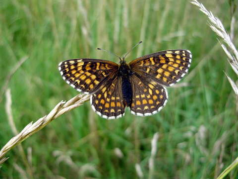 Image of Melitaea athalia