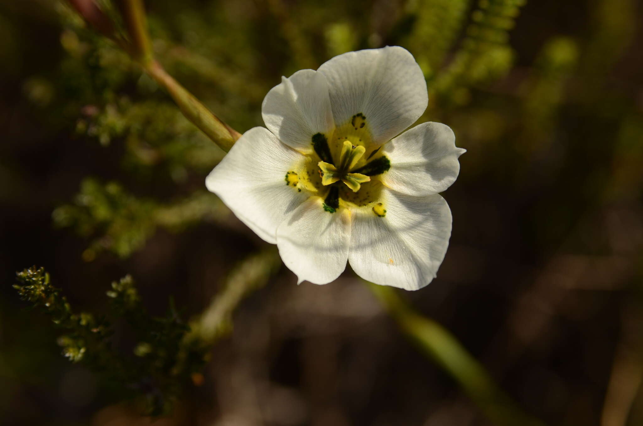 Image of Moraea cantharophila Goldblatt & J. C. Manning