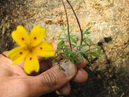 Imagem de Bidens ocellatus (Greenm.) T. E. Melchert