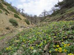 Image of Ficaria kochii (Ledeb.) Iranshahr & Rech. fil.