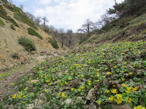 Image of Ficaria kochii (Ledeb.) Iranshahr & Rech. fil.