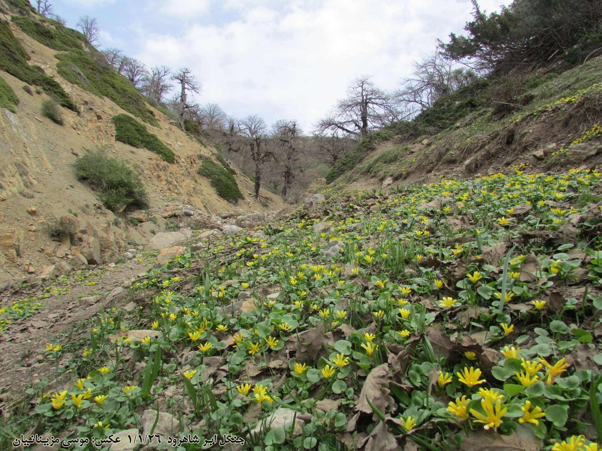 Image of Ficaria kochii (Ledeb.) Iranshahr & Rech. fil.