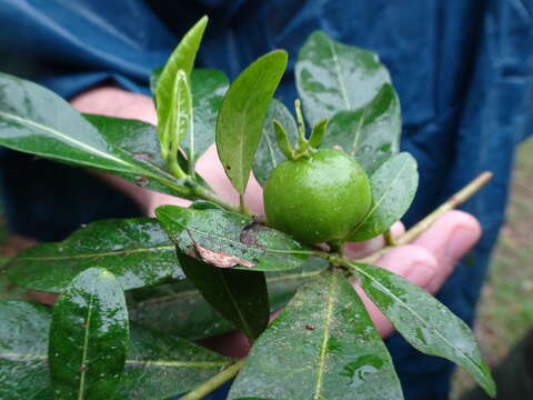 Image of Gardenia urvillei Montrouz.