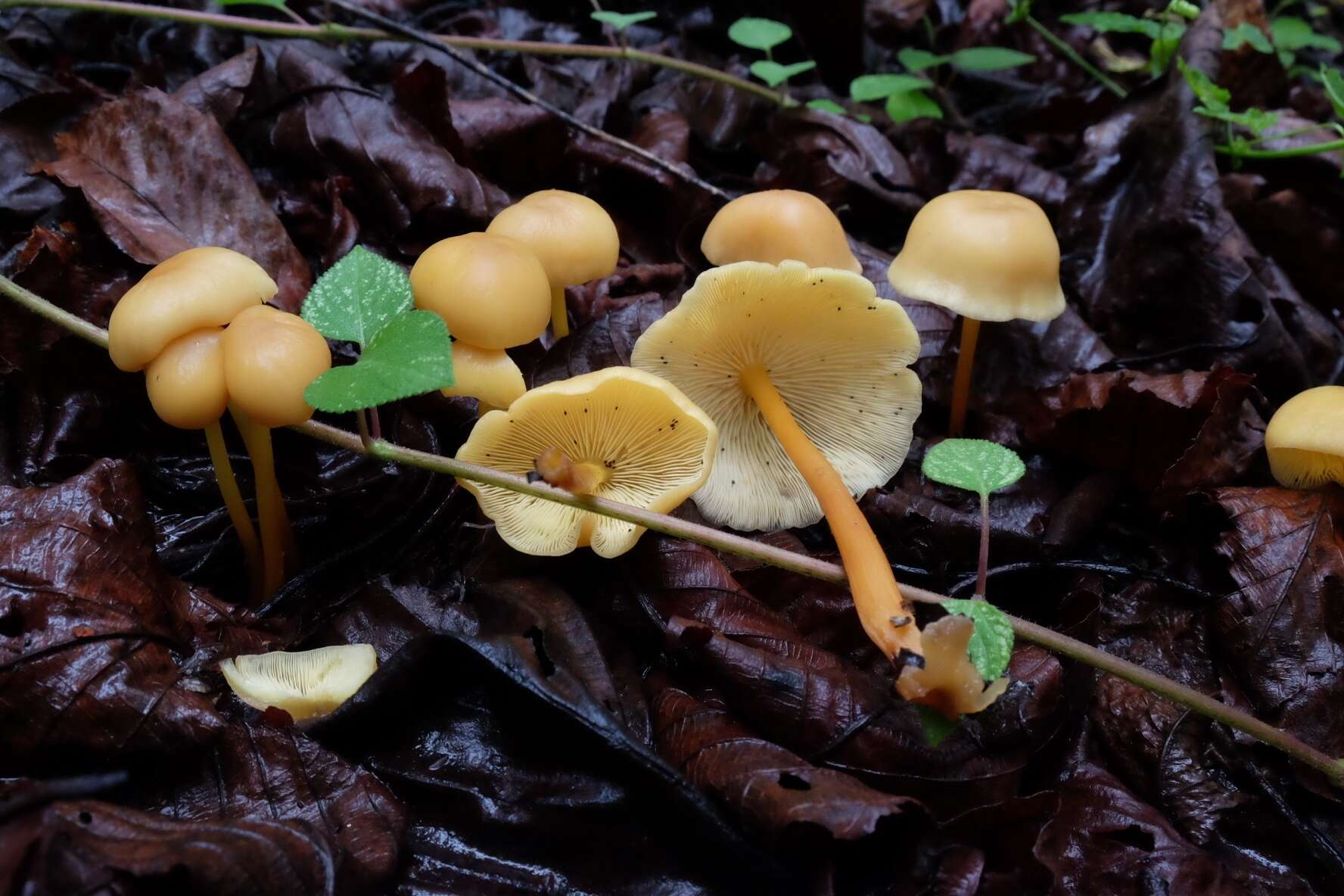 Image of Gymnopus subsulphureus (Peck) Murrill 1916