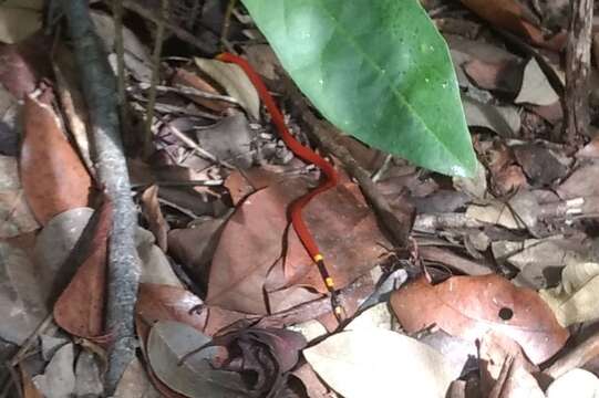 Imagem de Micrurus diastema alienus (Werner 1903)