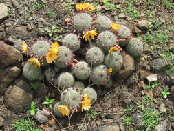 Image de Mammillaria beneckei Ehrenb.