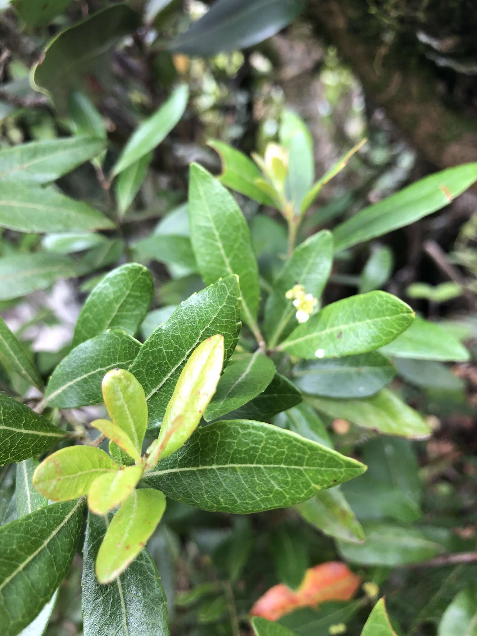 Image of Gerrardina foliosa Oliv.