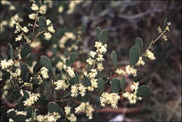 Imagem de Acacia alpina F. Muell.