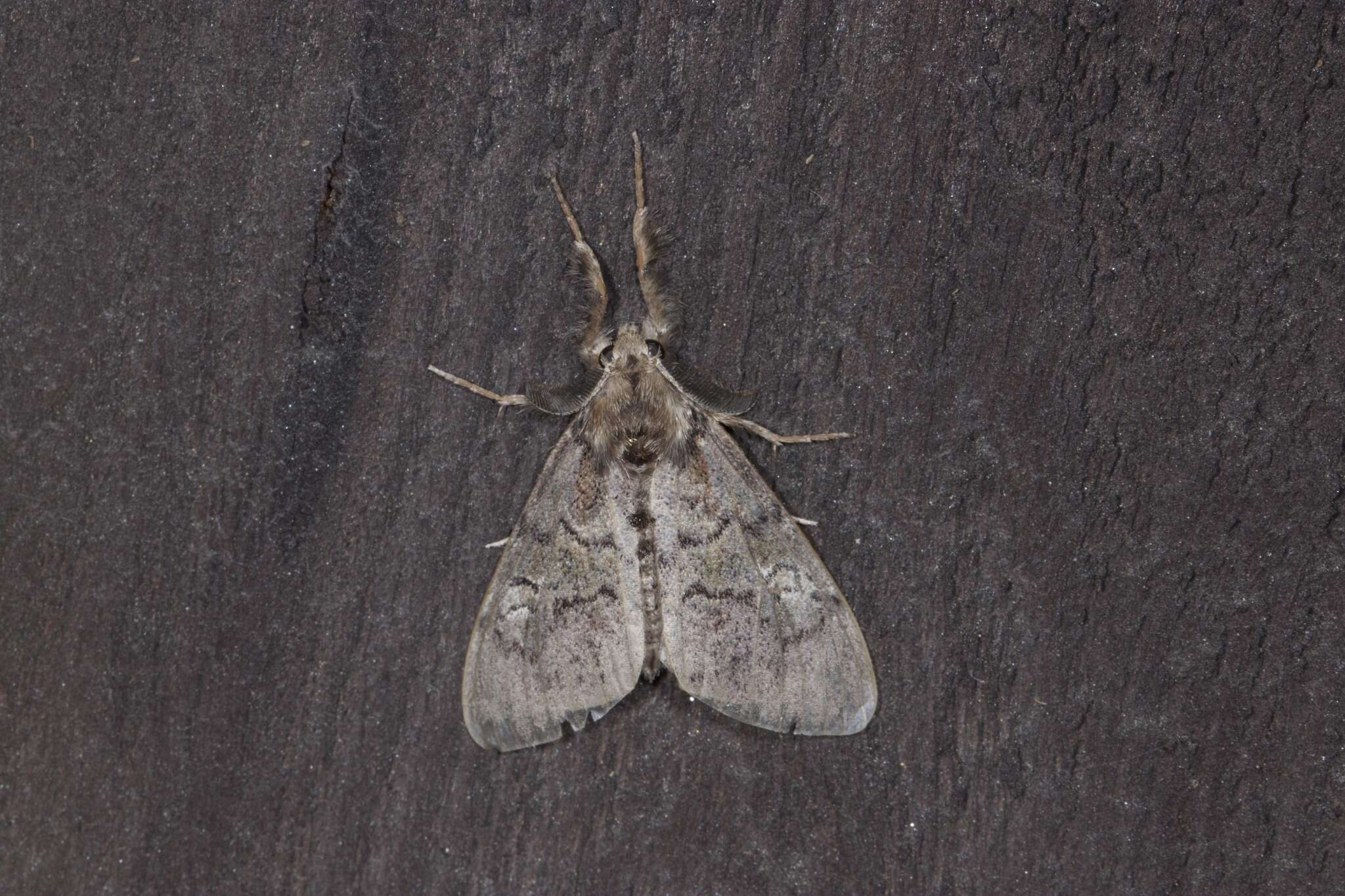 Image of Variable Tussock Moth