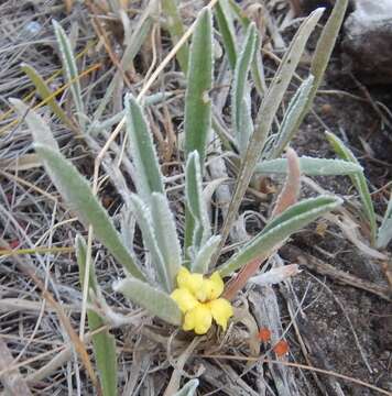 Image of Goodenia willisiana R. Carolin